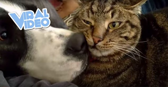Viral Video: The Most Patient Cat in the World
