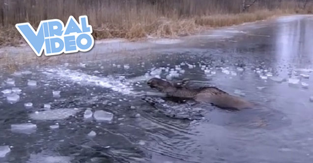 Viral Video: Moose Rescued From Ice