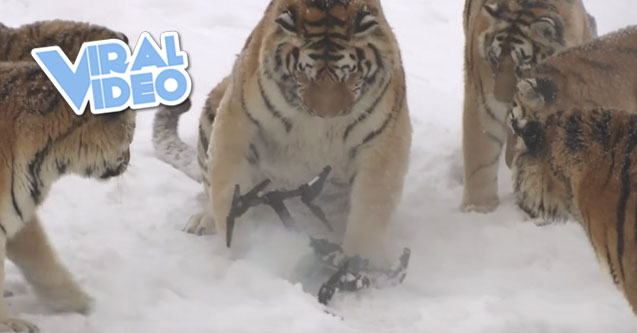 Viral Video: Chubby Tigers Hunt Electronic Bird of Prey