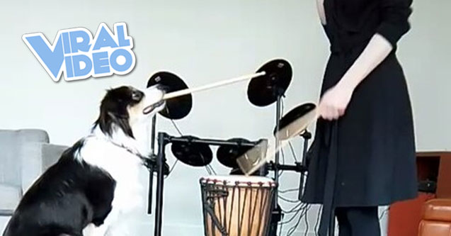 Viral Video: Dog Learns To Drum & MORE!