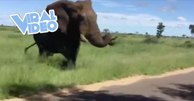 Viral Video: Elephant Charges Safari Truck