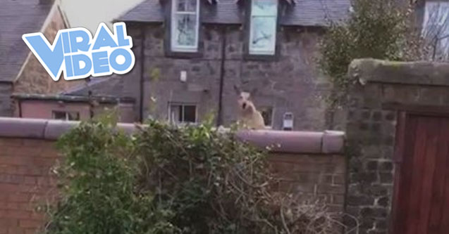 Viral Video: The Pouncing Pooch