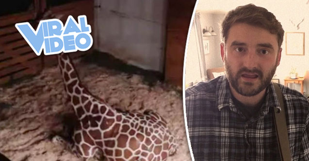 Viral Video: I’m Going Crazy Waiting For A Giraffe