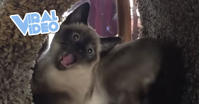 Viral Video: Kitten Spazzing Out In New Cat Tree