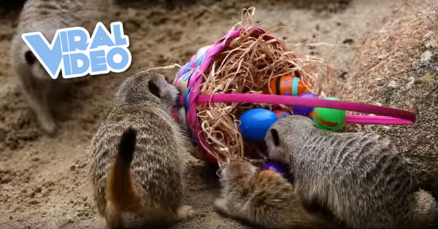 Viral Video: Zoo Animals Play With Easter Treats