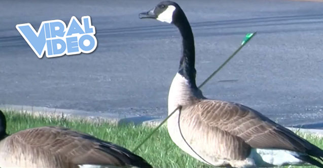 Viral Video: Goose Spotted With Arrow In Neck