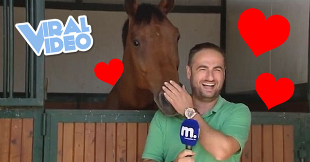 Viral Video: Horse Loves TV Reporter