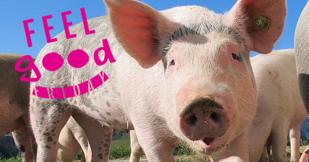 Pig Farming Makes Us Feel Good