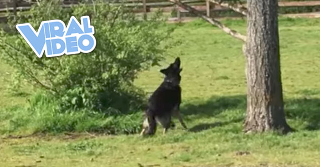 Viral Video: I. WANT. THIS. STICK.