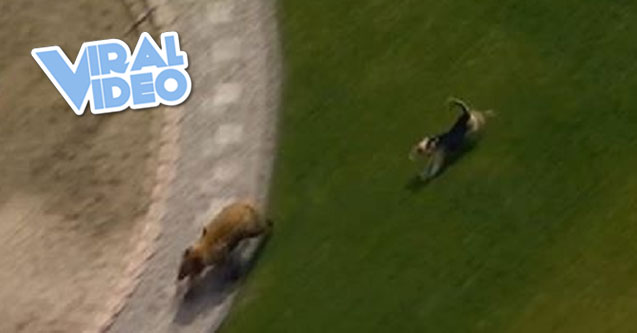 Viral Video: A Standoff Between A Dog & Black Bear
