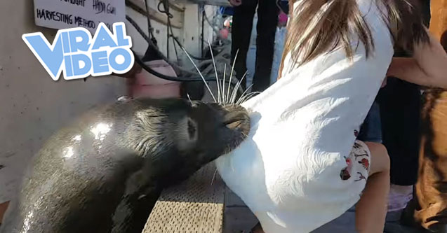 Viral Video: Sea Lion Drags Girl Into Water