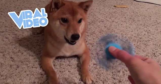 Viral Video:  Dogs Don’t Like Fidget Spinners?