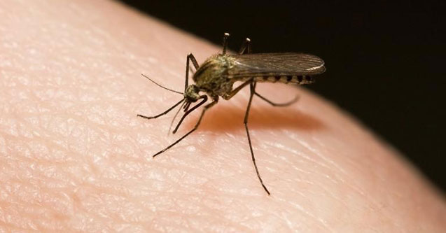 Tidbit News: Mosquitoes Do THIS On You?