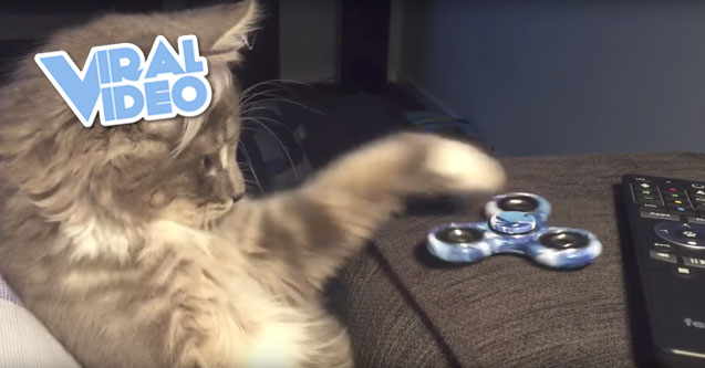 Viral Video: Cats Are Into Fidget Spinners Too
