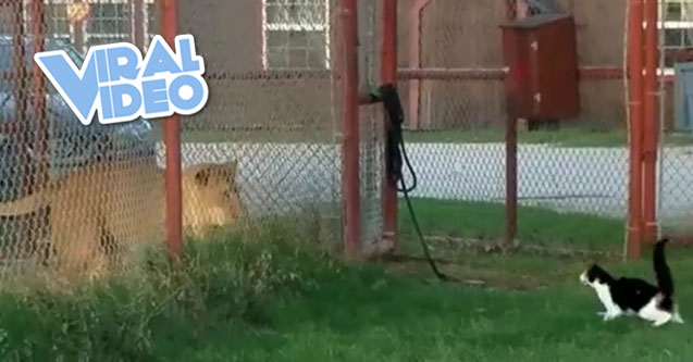 Viral Video: Cat Challenges Lion