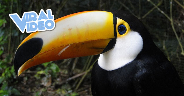 Viral Video: Pet Toucan Loves To Cuddle Like A Baby