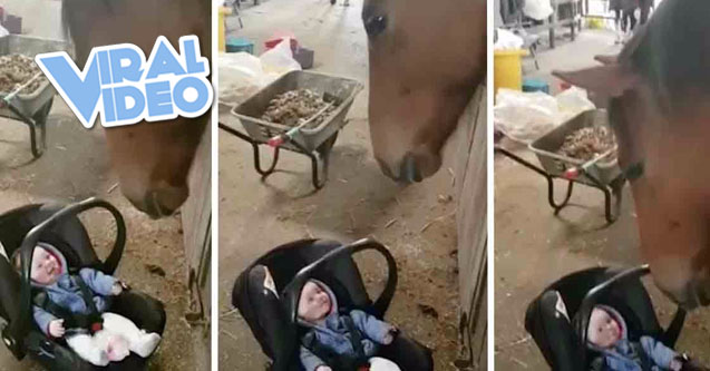 Viral Video: Horse Rocks Crying Baby