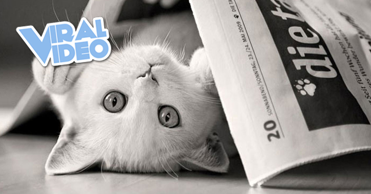 Viral Video: Best Cat News Bloopers