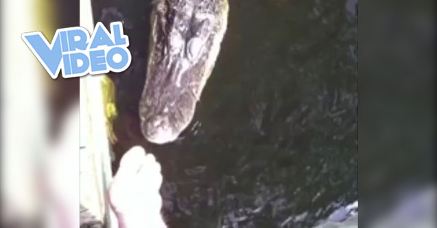 Viral Video: Kids Swim In Lake With Alligator!