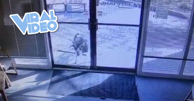 Viral Video: Goat Breaks Into Office