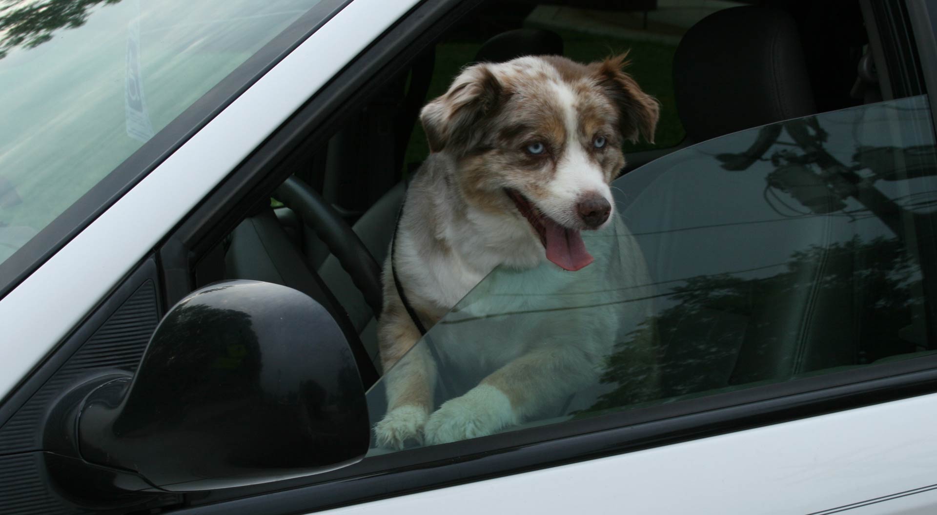 Viral Video: Impatient Dog Honks Horn