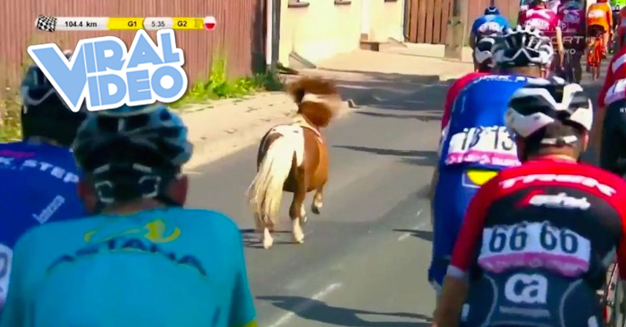 Viral Video: Tiny Horse Joins A Bike Race