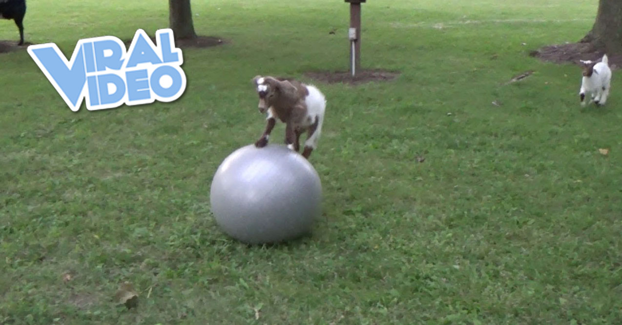 Viral Video: Baby Goat Loves Ball