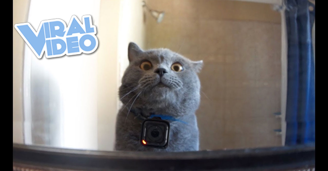 Viral Video: GoPro On A Cat Left Home Alone