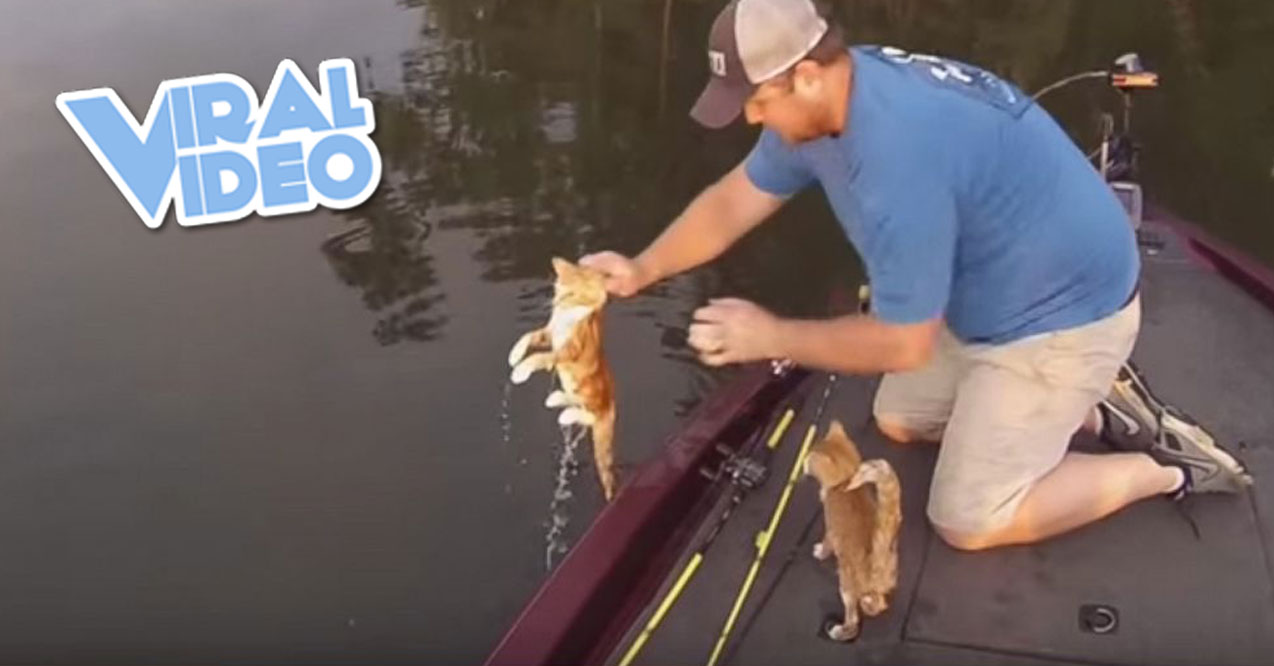Viral Video: Kittens Swim Up To Fisherman’s Boat Looking for Help
