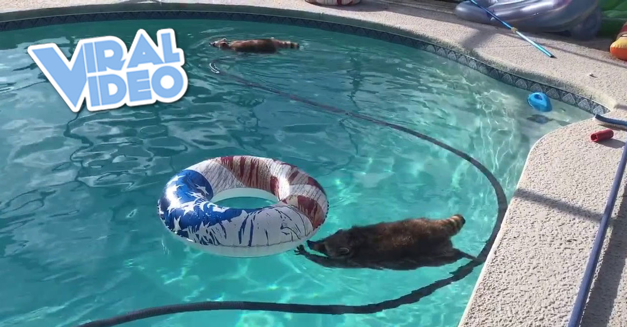 Viral Video: Swimming With The Raccoons