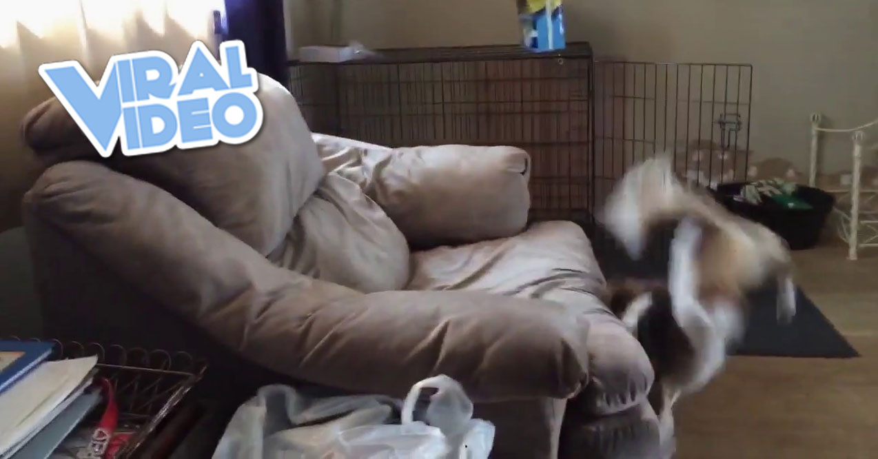 Viral Video: Misjudged The Jump!