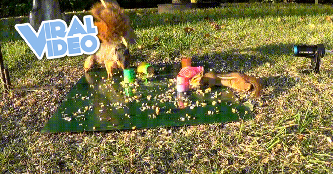 Viral Video: Squirrel “SHOOTS” A Slinky At Chipmunk