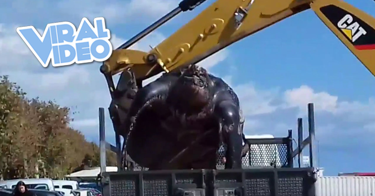 Viral Video: Is This the Biggest Turtle You’ve Ever Seen?