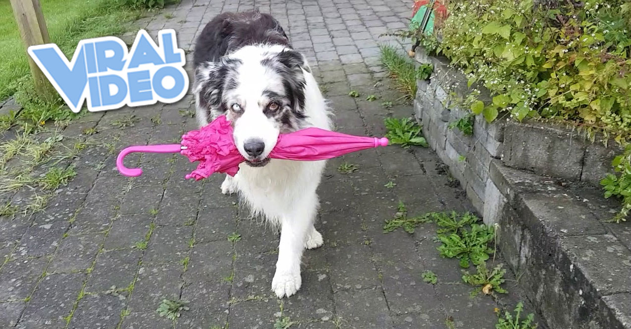 Viral Video: Dog Umbrella Dance