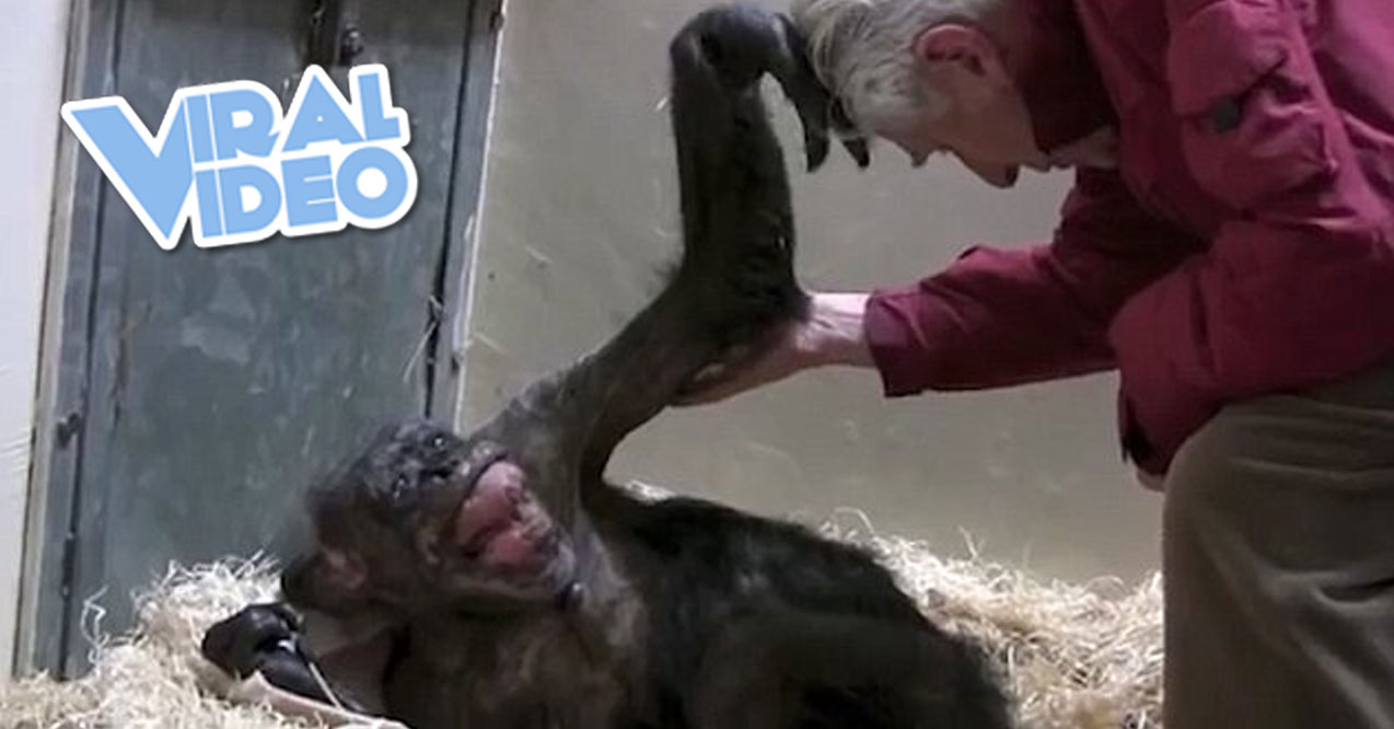 Viral Video: Magical Moment With Dying Chimp