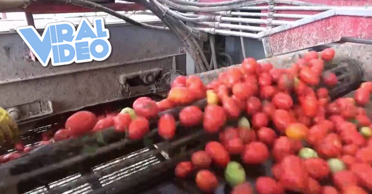 Viral Video: This machine color-sorts tomatoes by itself