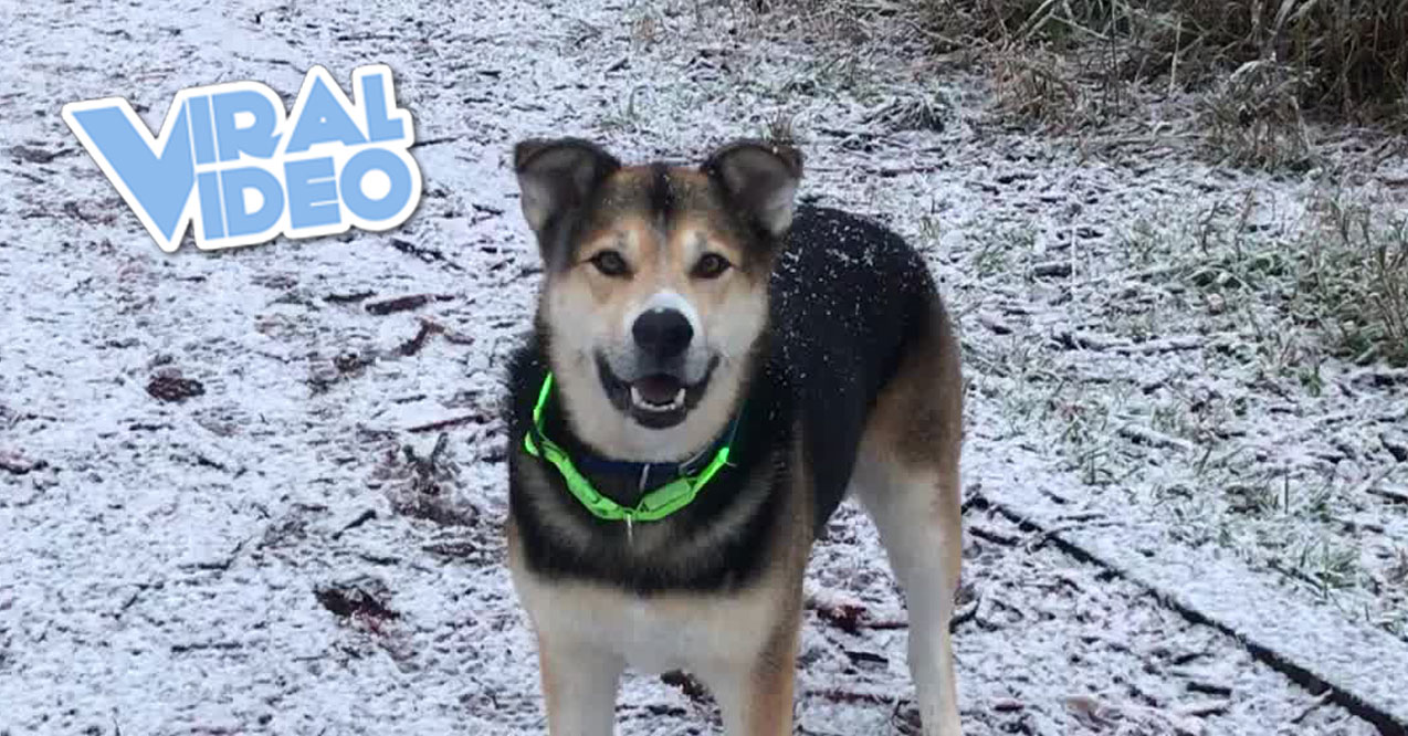 Viral Video: Cute Dog Trying to Catch Snow