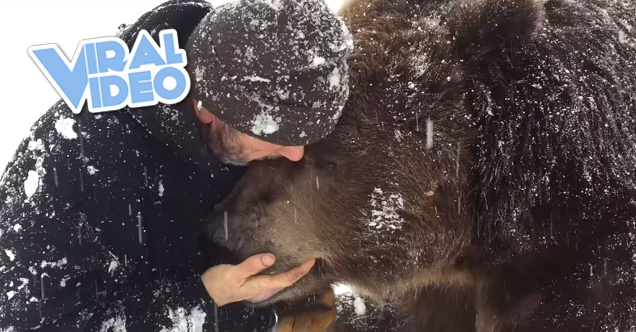 Viral Video: 1500lb Bear Friend