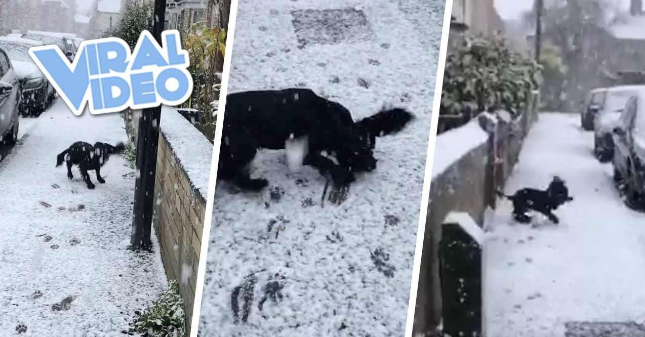 Viral Video: What Is Snow?