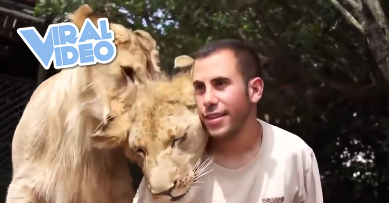 Viral Video: Animals Hugging Humans