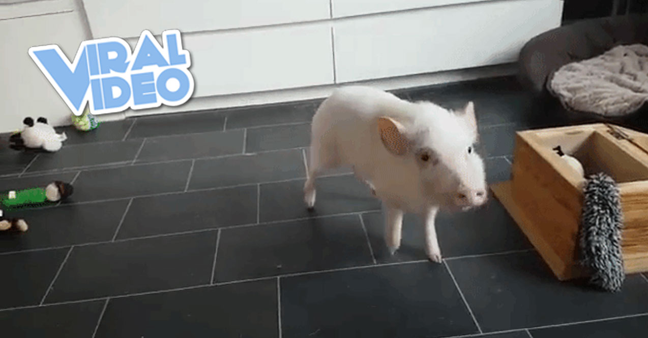 Viral Video: Paul The Pig Cleans His Room