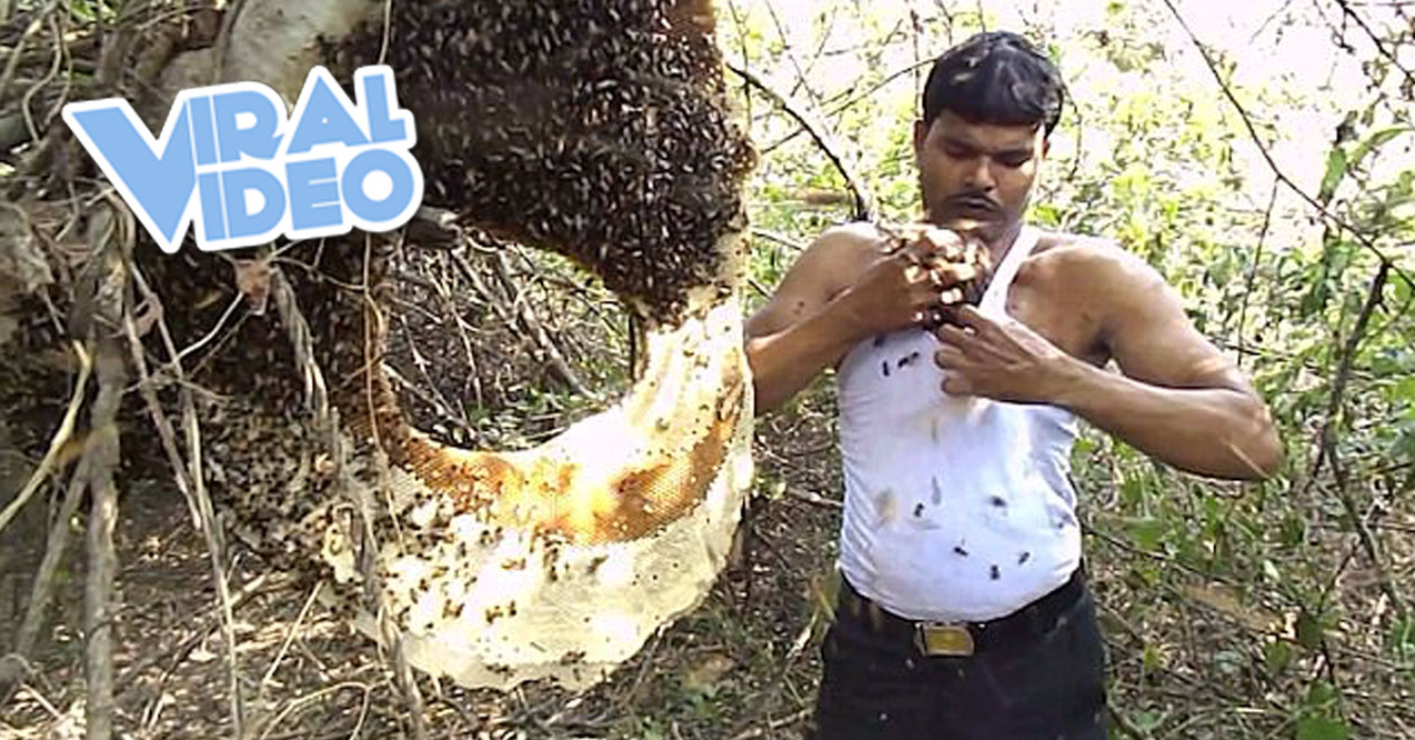 Viral Video: Bee-zarre!