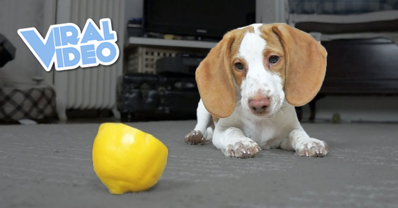 Viral Video: Cute Puppy vs. Lemon