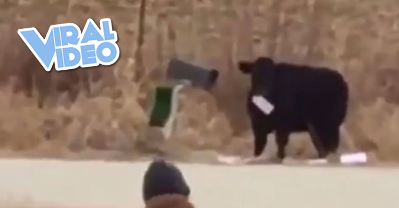 Viral Video: Iowa Cow Eats Family’s Mail