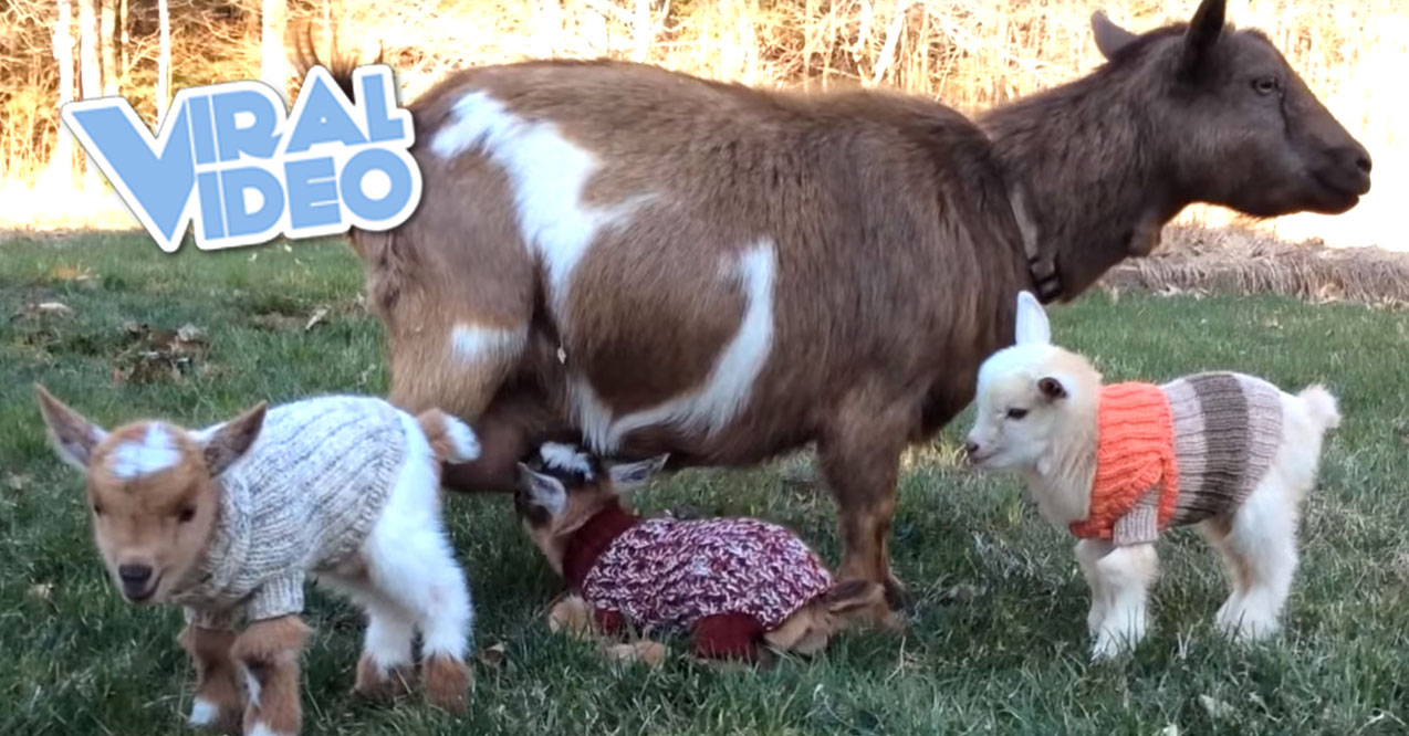 Viral Video: Goat Triplets In Sweaters