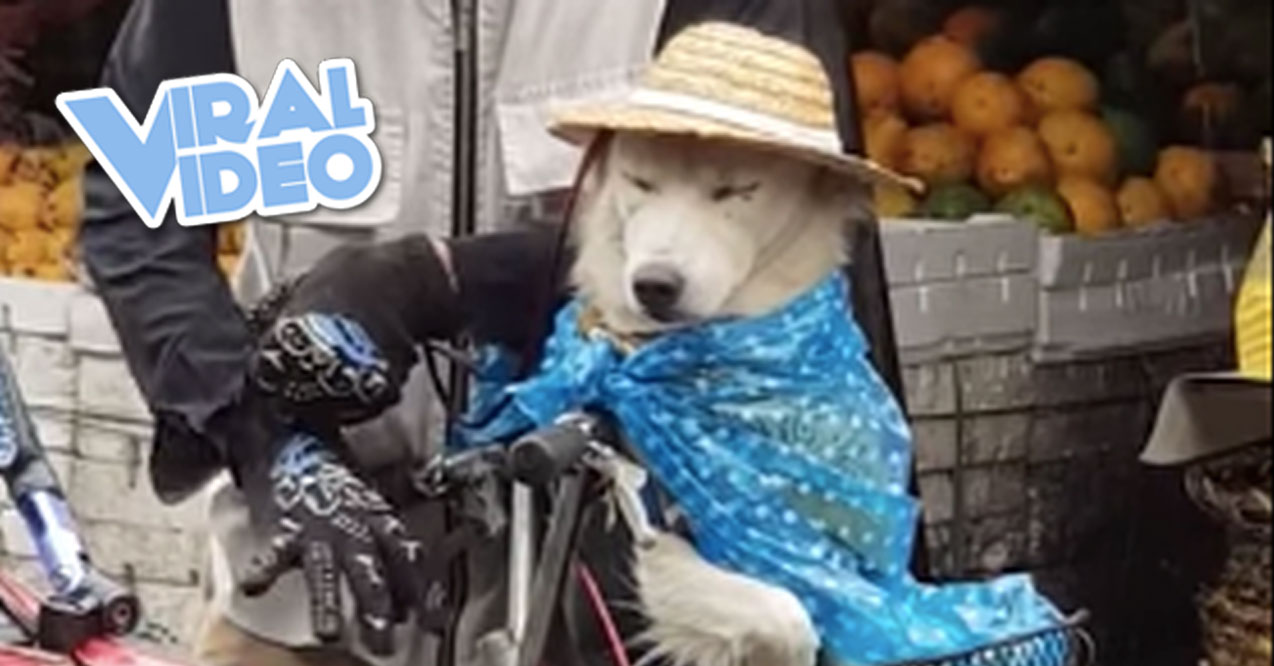 Viral Video: Man Making Sure His Dog Won’t Get Wet