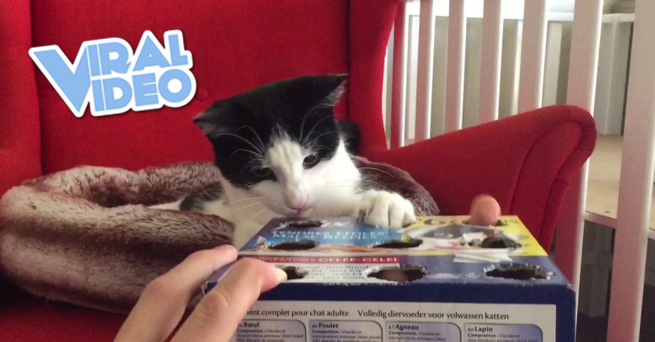 Viral Video: Cat Whack-A-Finger!