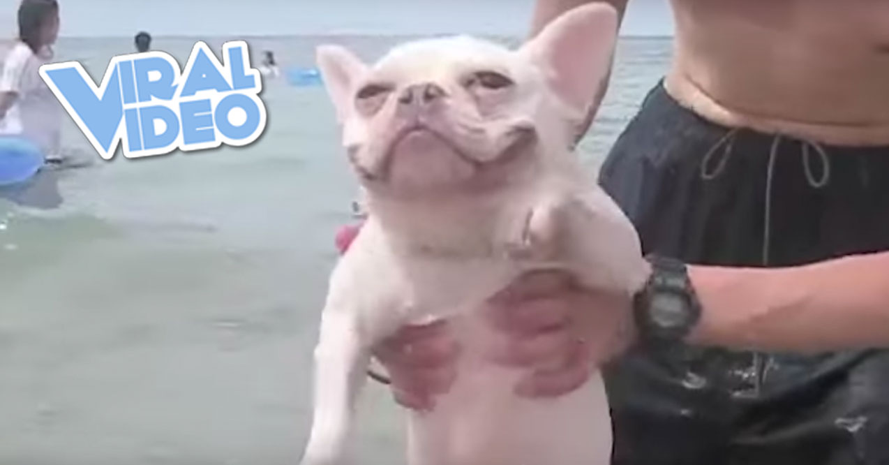 Viral Video: Best Pets Of The Week