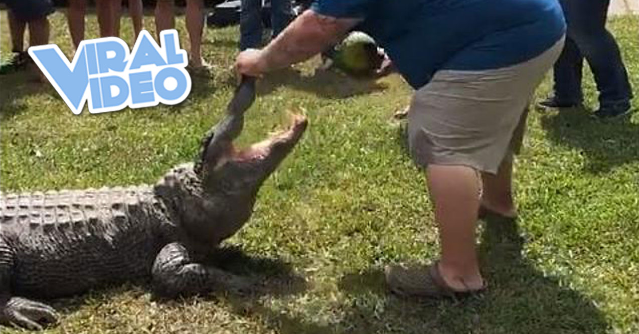 Viral Video: A Couple Uses an Alligator For a Gender Reveal