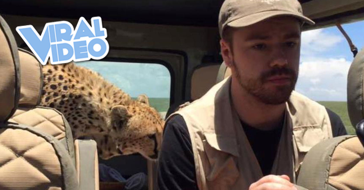 Viral Video: Cheetah Jumps Inside Vehicle During African Safari!